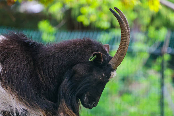 A striking close-up of a dark-coated goat showcasing its powerful, curved horns and textured fur. Captured in natural light with a blurred green background, this portrait highlights the animal’s strength, calmness, and natural beauty in its serene outdoor environment.