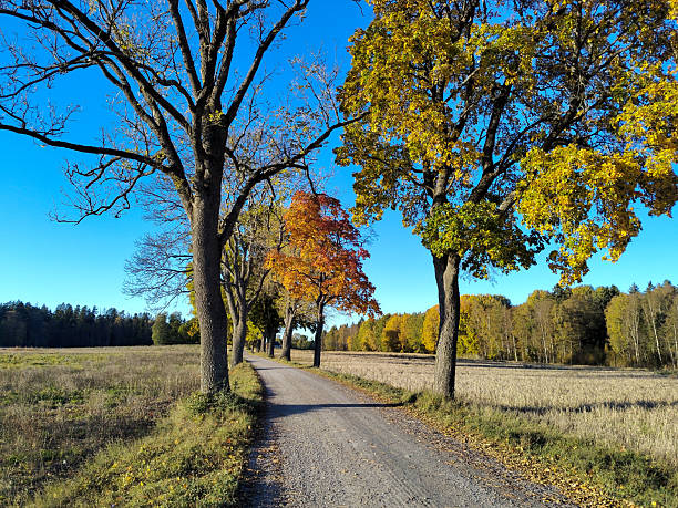 Gravel road across fields in autumn