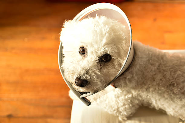 Cute little brown dachshund in a protective plastic collar. Sick dog.