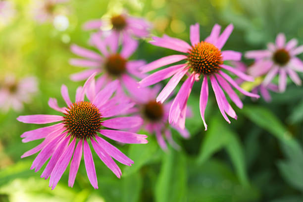 istock Beautiful pink Echinacea flowers growing in garden 2240785400
