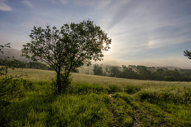 Lone tree standing in a morning field with sun emitting rays through atmospheric fog