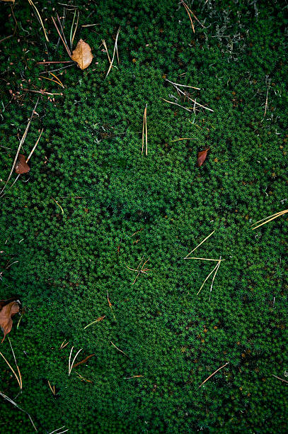 istock Moss background with dry leaves and needles. Green moss texture. 2240785618