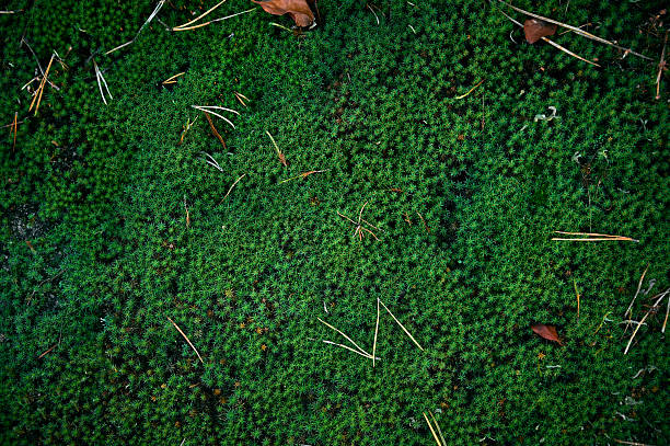 istock Moss background with dry leaves and needles. Green moss texture. 2240785631