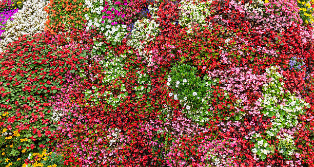 istock Background with Colorful Flowering Begonia Plants 2240788703
