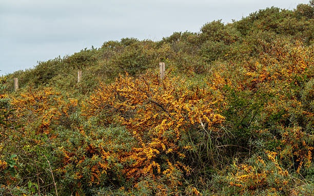 Sea buckthorn, or duneberry, or common sea buckthorn in autumn; a deciduous shrub with bright orange berries and thorny branches.