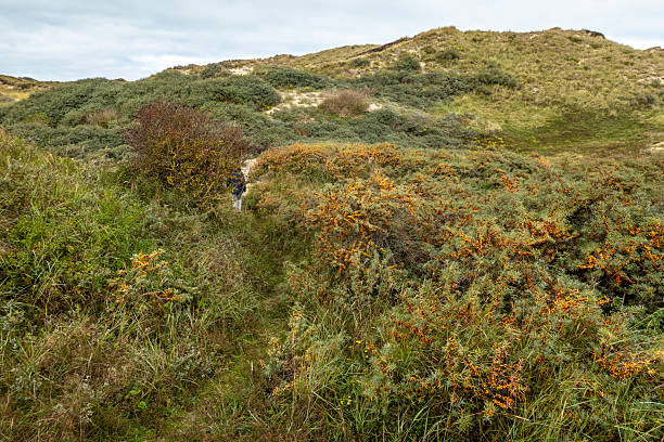 View on coastal sand dunes of the Netherlands on a cloudy day in autumn; it is the natural seawall of the country