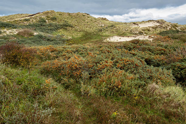 View on coastal sand dunes of the Netherlands on a cloudy day in autumn; it is the natural seawall of the country