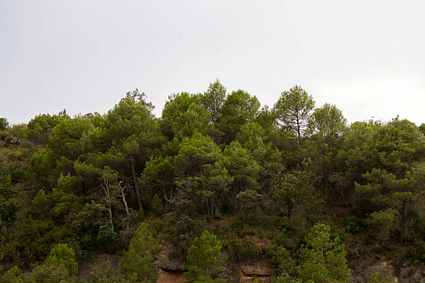 Dense green pine trees covering a hillside under a bright cloudy sky. Natural Mediterranean forest landscape with vibrant foliage and tranquil atmosphere, ideal for eco concepts, travel destinations, or environmental themes.
