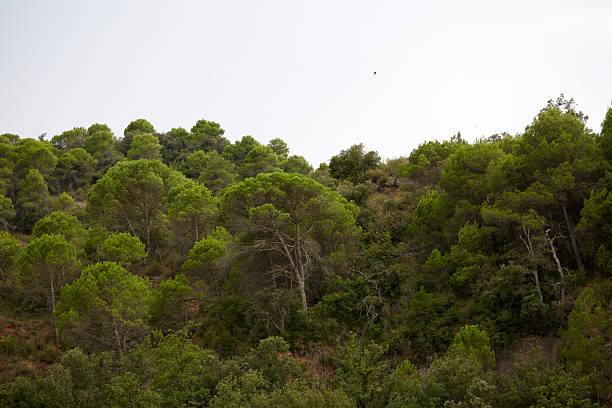 Dense green pine trees covering a hillside under a bright cloudy sky. Natural Mediterranean forest landscape with vibrant foliage and tranquil atmosphere, ideal for eco concepts, travel destinations, or environmental themes.