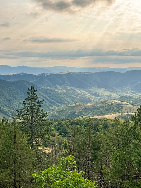 istock Dense pine forest in the foreground with rolling green hills and distant mountains under a cloudy sky 2240791269