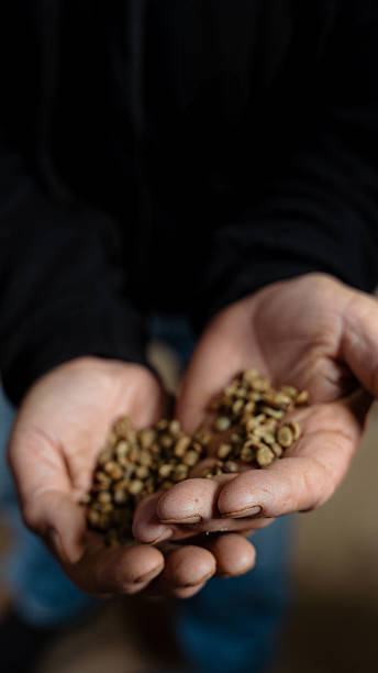 istock Old man hands holding unroasted green coffee beans for brewing 2240792672