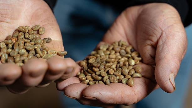 istock Old Farmer hands holding fresh green coffee beans 2240792678