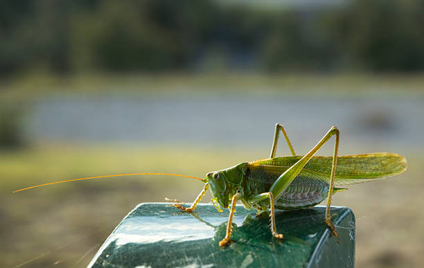 istock Green grasshopper sitting at a pole Germany 2240793058