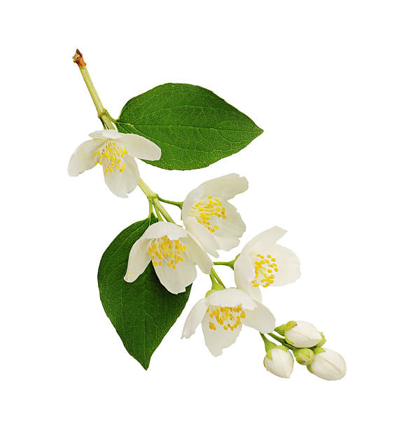 istock Twig of Jasmine (Philadelphus) buds and leaves isolated 2240793715
