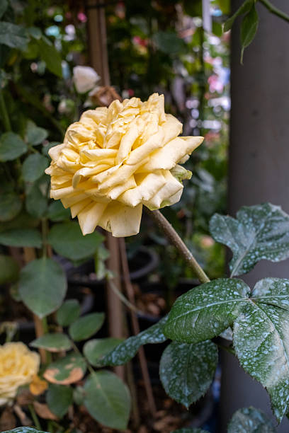istock Yellow rose garden bloom petal stem leaf dew natural floral spring 2240794528