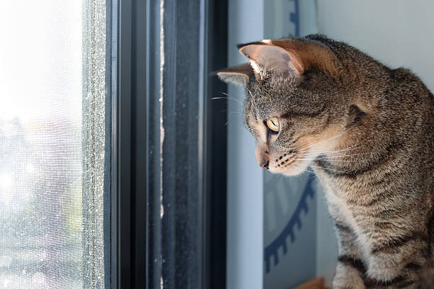 istock Indoor cat looking out of window with defocused fly screen. 2240795114