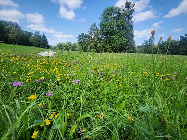 istock A meadow full of flowers. 2240796051