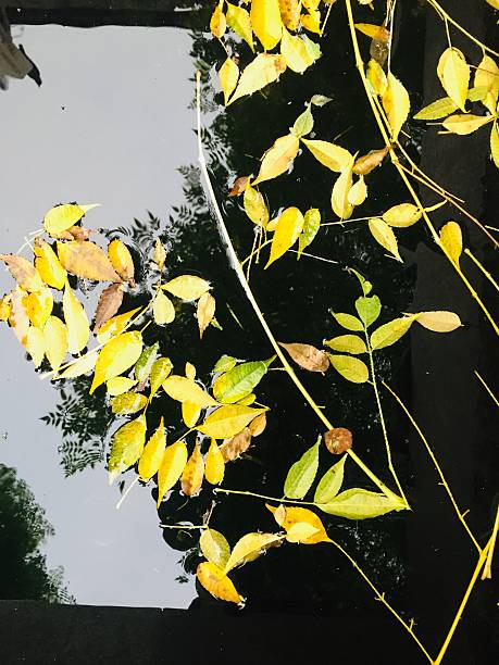 istock Yellow autumn leaves floating on dark water surface 2240796126