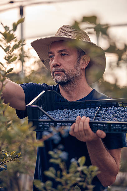 istock Farmer picking fresh blueberries on a farm. 2240798230