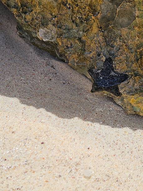 istock A dark starfish rests on a weathered rock 2240798941