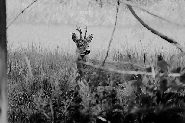 istock A black and white photo of a deer 2240801156