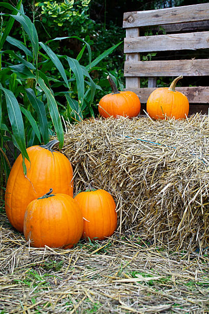 istock There are several orange pumpkins of different sizes on a haystack 2240804571