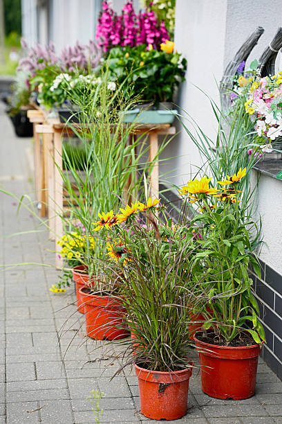 istock Blooming decorative sunflowers in pots close-up. 2240804623