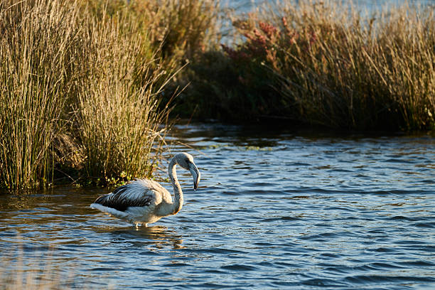 istock Young flamingo wading in shallow marsh water 2240805201