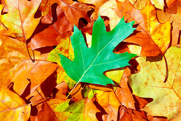 Autumn fall background. Maple and oak fall foliage. Yellow and orange fall leaves closeup. Autumn colors. Autumn fall leaves. Autumnal background