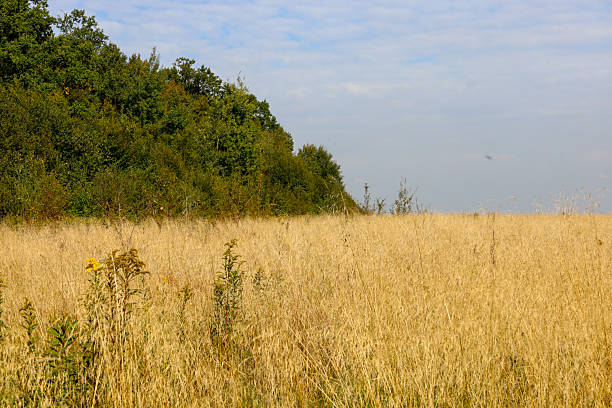 An expansive, dry field of golden grass stretches out under a bright sky, forming a sharp contrast with the dark strip of dense forest in the background.