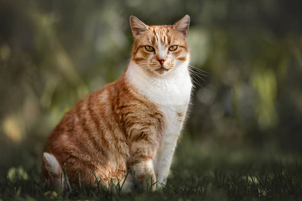 istock Orange Tabby Cat Sitting on Grass in Garden 2240811570