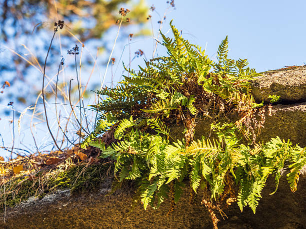 Common polypody fern Polypodium vulgare grows among thick moss. Polypodium vulgare, the common polypody, is a fern of the family Polypodiaceae.