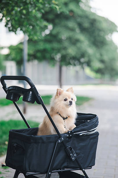 istock Cute spitz dog in pet stroller outdoors. 2240814061