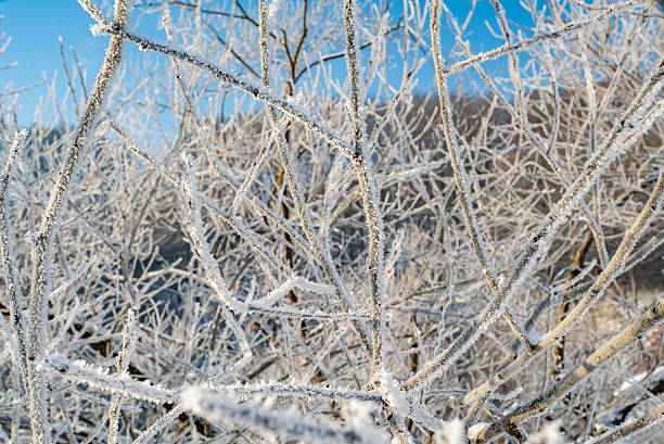 istock Frost-covered branches glisten under a bright blue sky in a serene winter landscape 2240815727