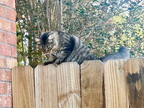 istock Domestic cat on fence 2240817407