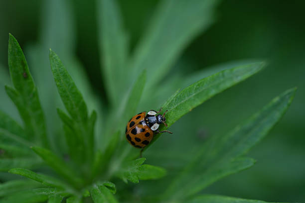 Macro photograph of an Asian lady beetle (Harmonia axyridis) resting on a green leaf.