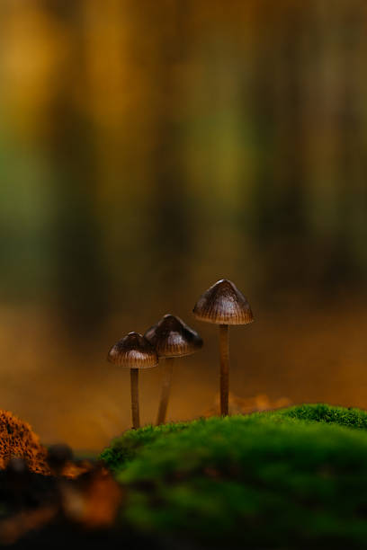 istock Tiny black mushrooms growing on lush green moss in a forest, surrounded by dreamy bokeh light. The soft focus and natural colors create a magical, screen-worthy woodland atmosphere 2240817833