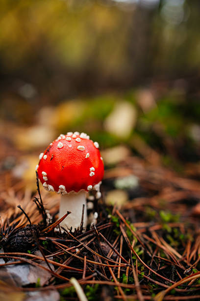 istock A vibrant red fly agaric mushroom (Amanita muscaria) growing among moss and fallen leaves in a forest. Bright colors and soft natural light create a magical autumn woodland atmosphere. 2240817835
