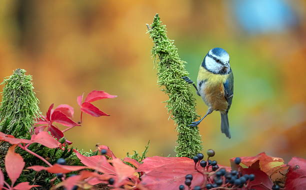 istock Blue tit in autumn 2240819530