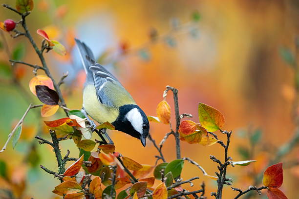 istock Great tit in autumn 2240819564