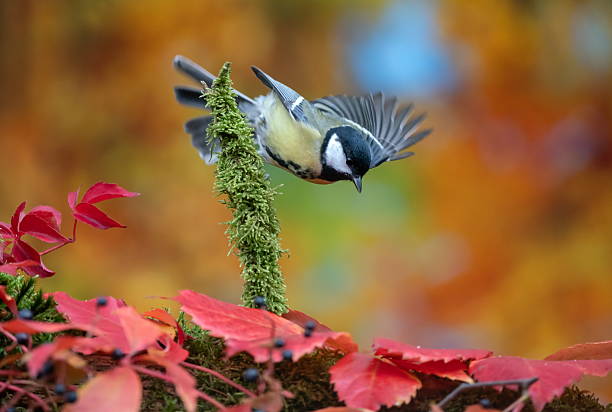 istock Great tit in autumn 2240819597