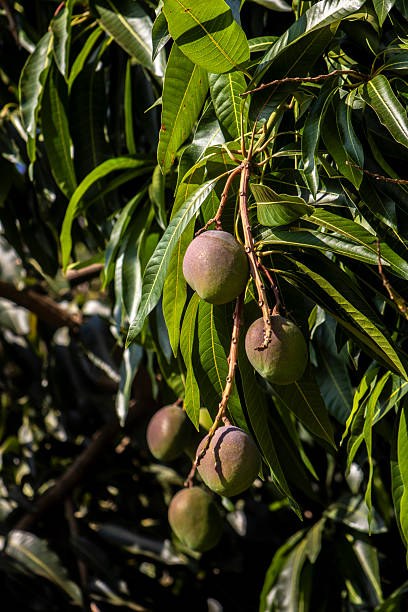 istock unripe green mangoes hanging from a mango tree. 2240824995