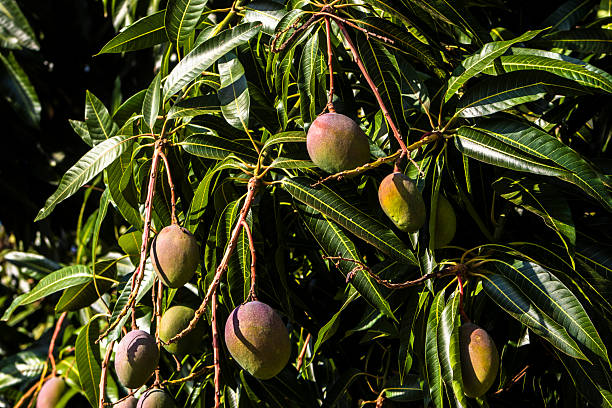 istock unripe green mangoes hanging from a mango tree. 2240824998