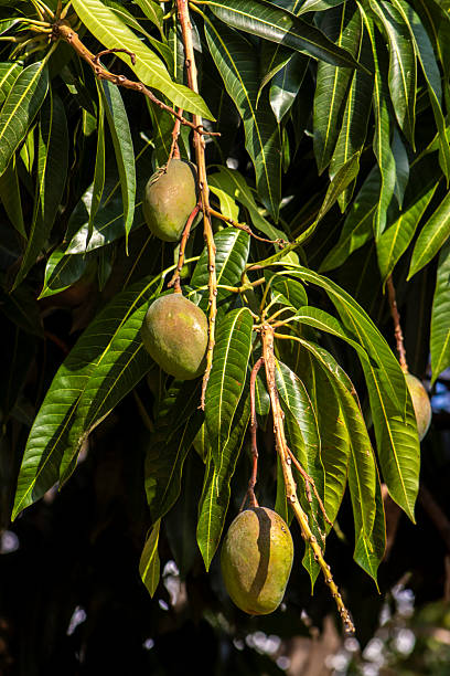 istock unripe green mangoes hanging from a mango tree. 2240825013