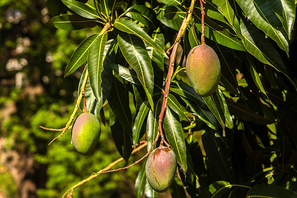 istock unripe green mangoes hanging from a mango tree. 2240825056