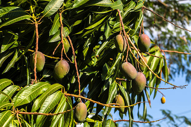istock unripe green mangoes hanging from a mango tree. 2240825060