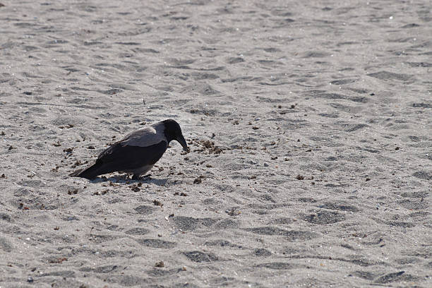 istock Grey raven on sand, close-up 2240825695