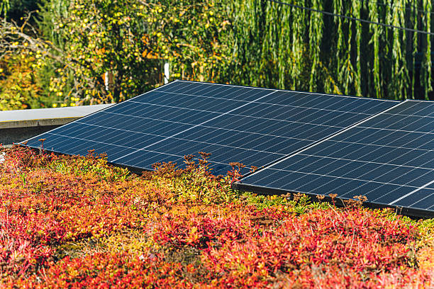 Solar panels installed on a rooftop overlook vibrant autumn shrubs in the foreground, with lush green trees in the background.