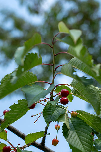 Red and yellow-green cherries hang from a leafy branch against a blurred blue sky. The scene captures fruit ripening, summer harvest, and the freshness of the orchard