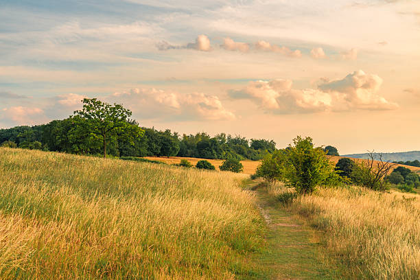 Golden sunset over the dunstable downs in england